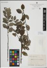Foto von Salix myrsinifolia Salisb.